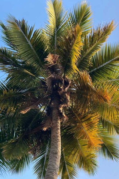 Reasons Why You Should Visit Egypt Often